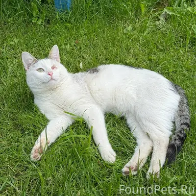 Пропал кот, с одним глазиком ,...