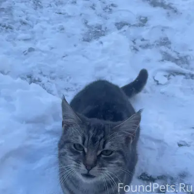 Найдены кошка и кот.Пос.Южный....