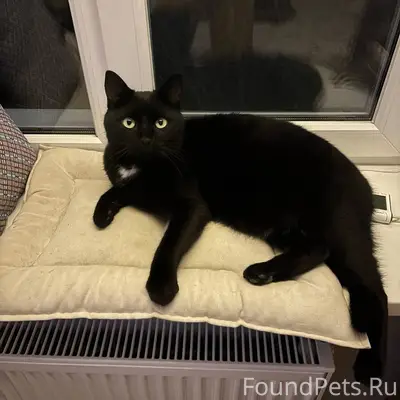 Пропал любимец семьи, кот по и...