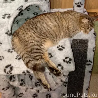 Пропали кошки! Куся(коричневая...