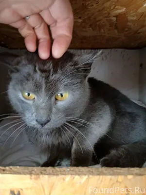 Найден кот на чердаке дома. Ми...