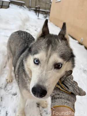 Найдена собака, девочка Руза, ...