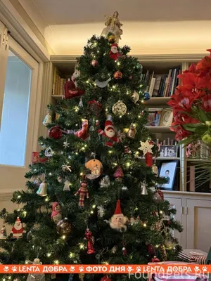 Найдите кота.