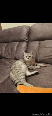 !!!! Срочно!!!!! Пропал кот, б...