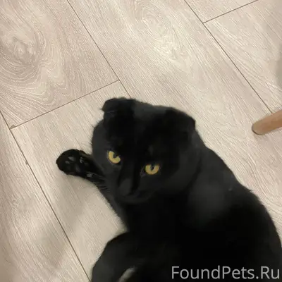 Найден кот вислоухий, очень ла...