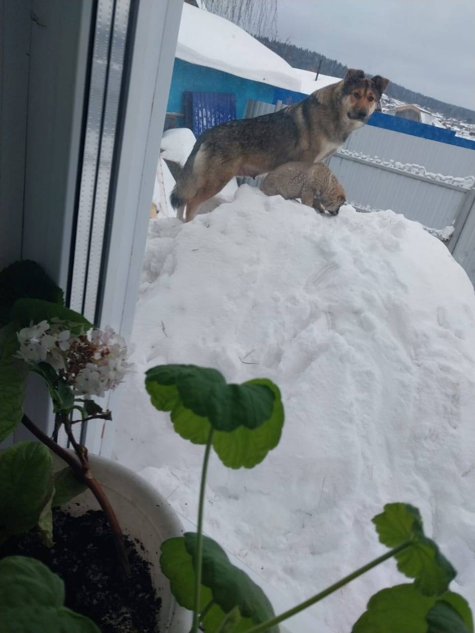 Прошу опубликовать. В новогодн...