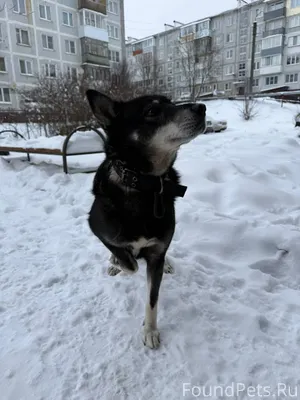 Потерялась собака - хозяева ЗА...
