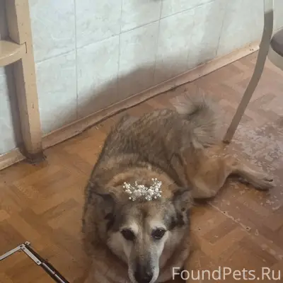 Убежал 31 декабря в 23-00...