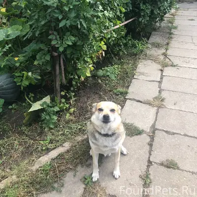 ПОМОГИТЕ НАЙТИ! Потеряна собак...