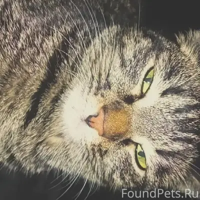 Потерялась кошка!! кто видел и...