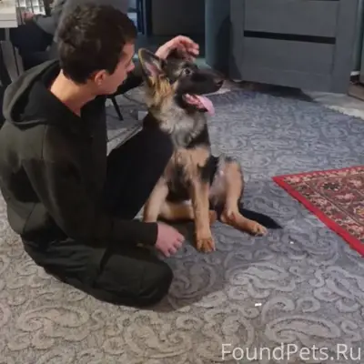 Пропала собака. Выбежала из до...