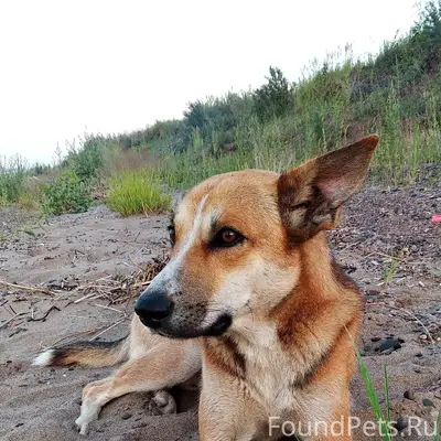 УБЕЖАЛ ЛЮБИМЫЙ ПЁС! ПОМОГИТЕ Н...