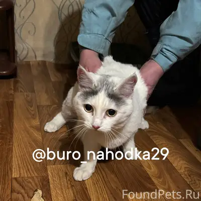 Найдена кошка в районе фактори...