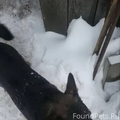 Пропала собака в районе переул...