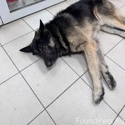 Пес воспитанный. Явно есть что...