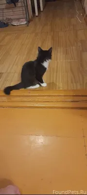 Пропал кот на ул. Первомайская...