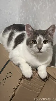 📍с. Прокудское Пропал кот, кли...