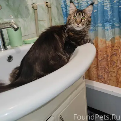 Пропала кошка, породы Мейн Кун...