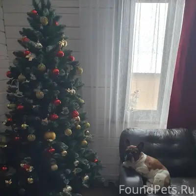 Сбежала собака, кто видел напи...