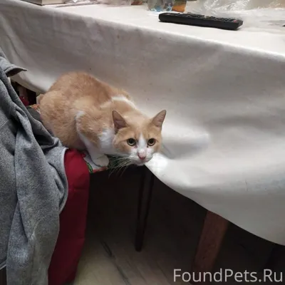 Ищем дом для котика Сократа, в...