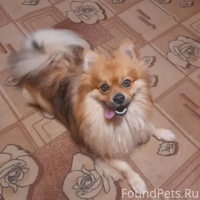 Убежала собака ,если кто то ви...