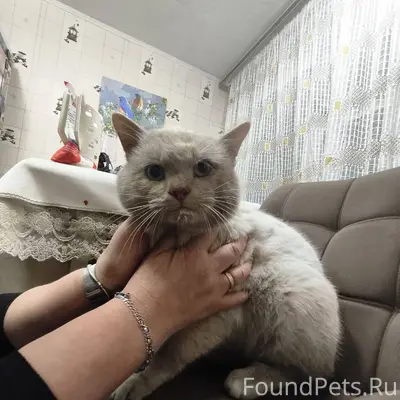 НАЙДЕН КОТ!!! В старой зареке ...