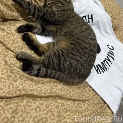 Пропал серый кот в черную поло...
