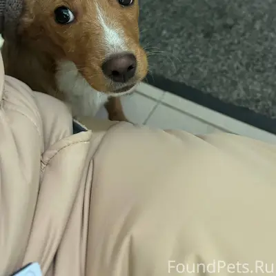 Хозяин найдись!!!!! Маленький ...