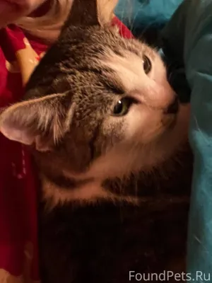 Пропала кошка! Пожалуйста, мак...