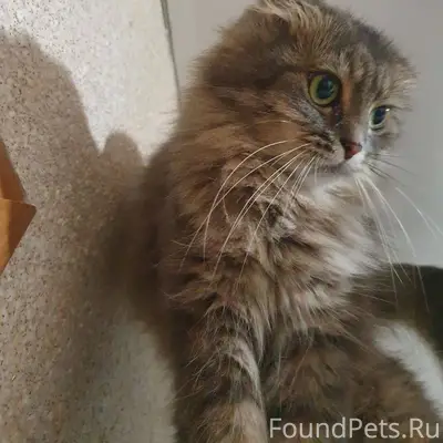 Пропала кошка, если кто видел,...