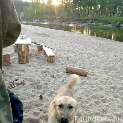 Здраствуйте! Потерялась собака...