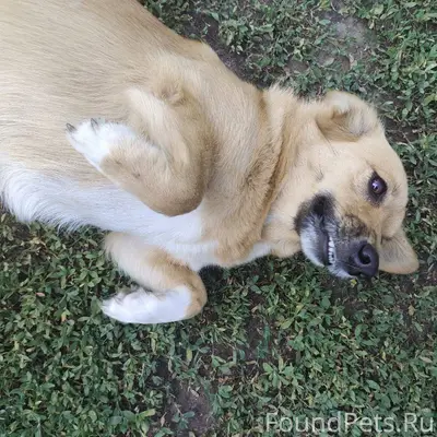 Потерялась собака в ночь с 31....