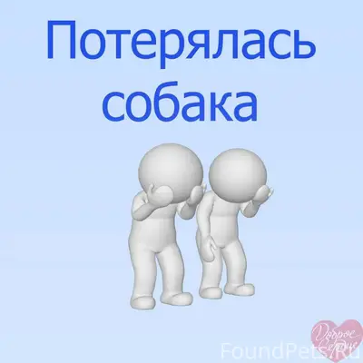Убежала собака ,Джек Рассел ,д...
