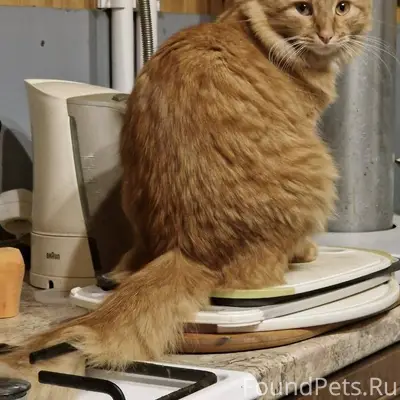 28 декабря пропал кот Раменское