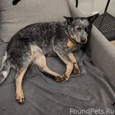 Пропала собака девочка австрал...