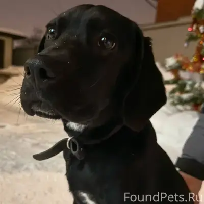 Найден щенок на станции Кашира...