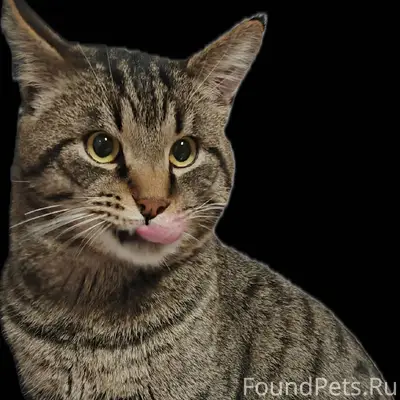 Пропал кот помогите найти откл...