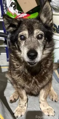 Ревда НАЙДЕНА собака на а/доро...