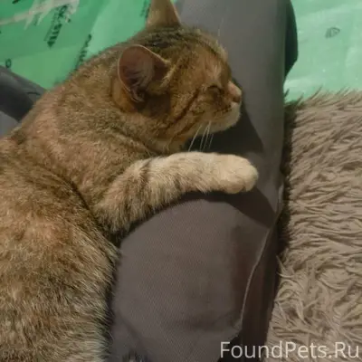 Найдена молодая кошка, по адре...