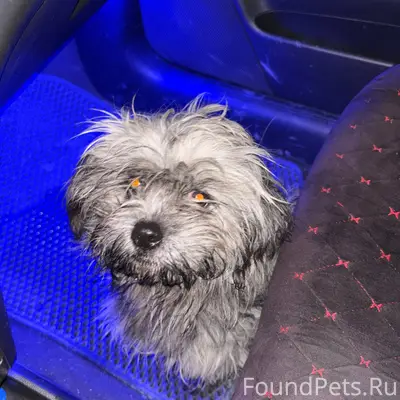 Добрый вечер. Кто потерял соба...