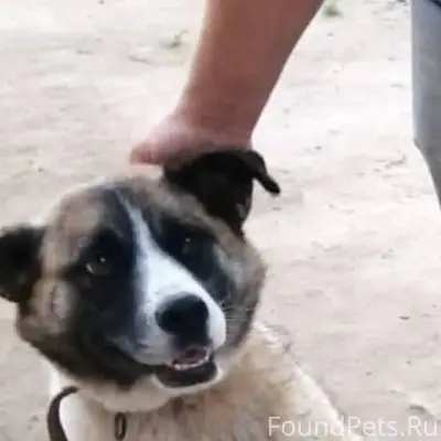 Пропала собака, не агрессивная...