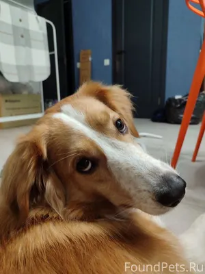 Потерялась собака, в районе ул...