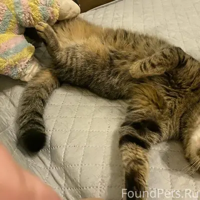 Очень ласковая кошечка Шера (т...