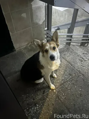 Найдена собака. Тракторостроит...