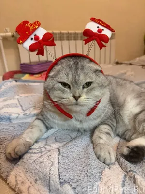 ПРОПАЛ КОТ! Улица Гоголя ,возм...