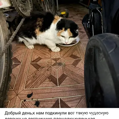 Прошу помощи в поиске кошки с....
