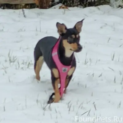 Пропала собака, кто найдет или...