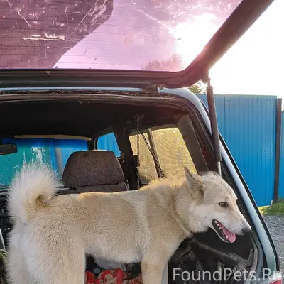 Потерялась собака,отзывается н...