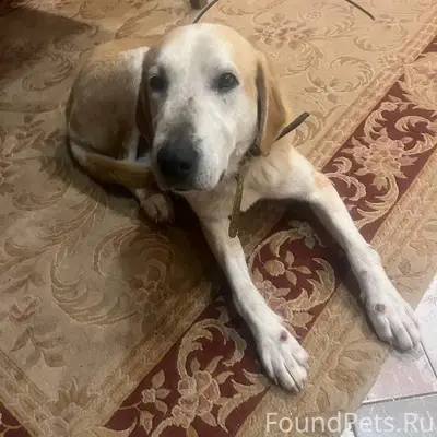 МО, г.о. Серпухов, г. Пущино.....