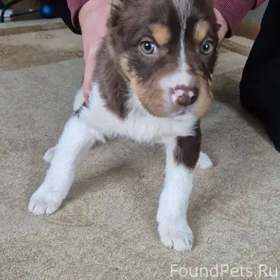 Найден щенок (девочка) на площ...